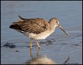 _9SB0723 long-blled dowitcher